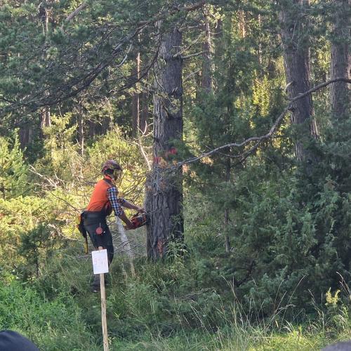 Baum fällt