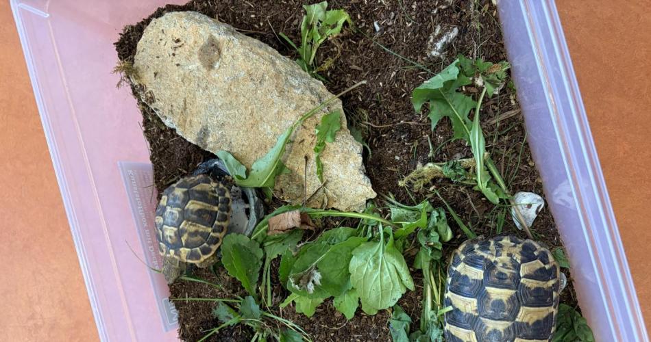 Schildkröte 